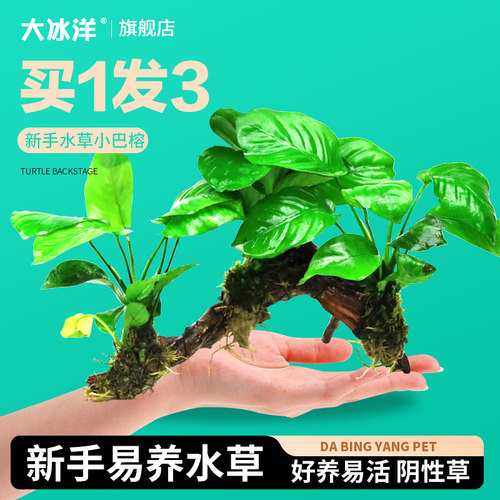 鱼缸活体水草植物真草