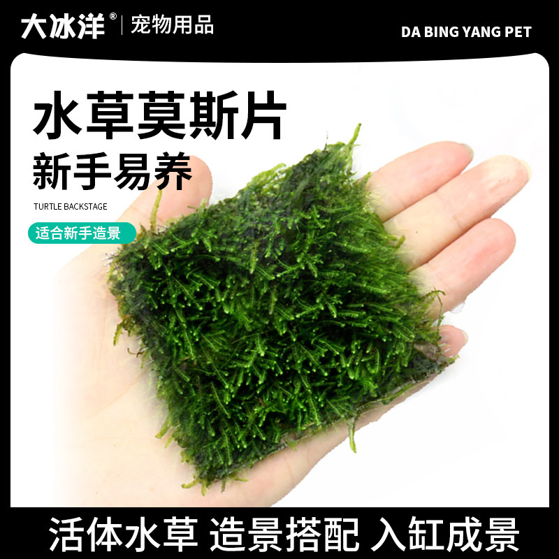 鱼缸沉木莫斯片草皮美凤莫丝苔火焰垂泪松茸怪厥大三角阴性水草