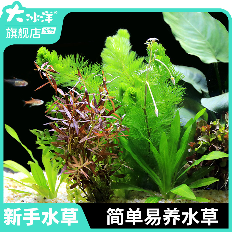 鱼缸水草植物造景套餐阴性