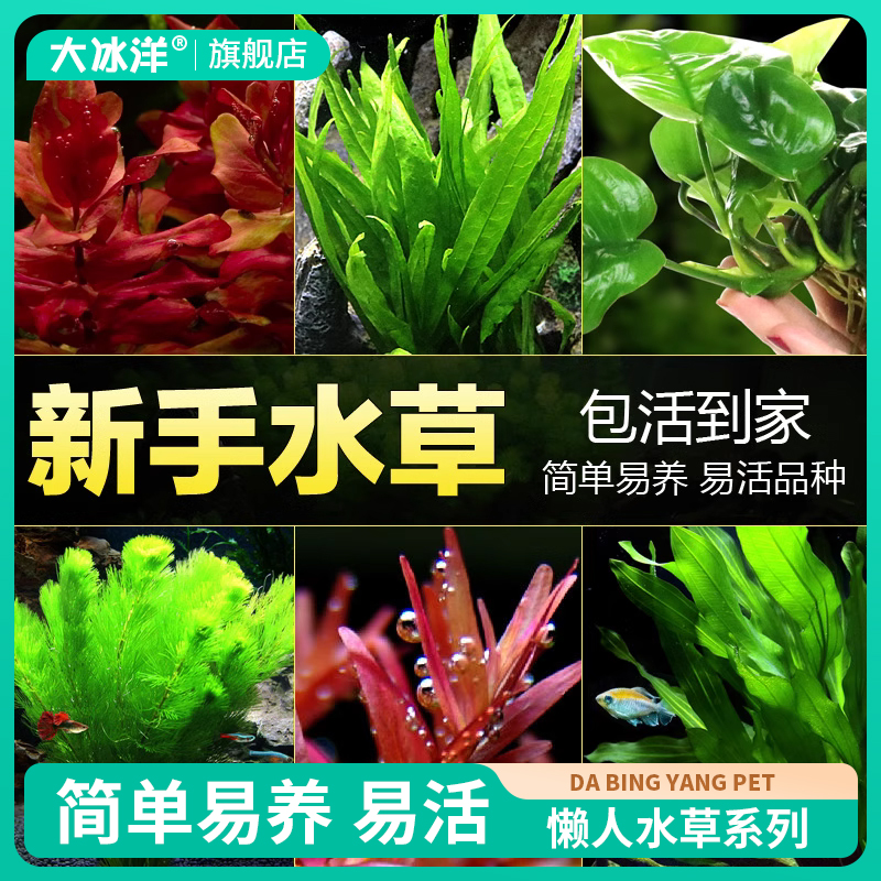 鱼缸水草植物真草造景趴地蜈蚣草