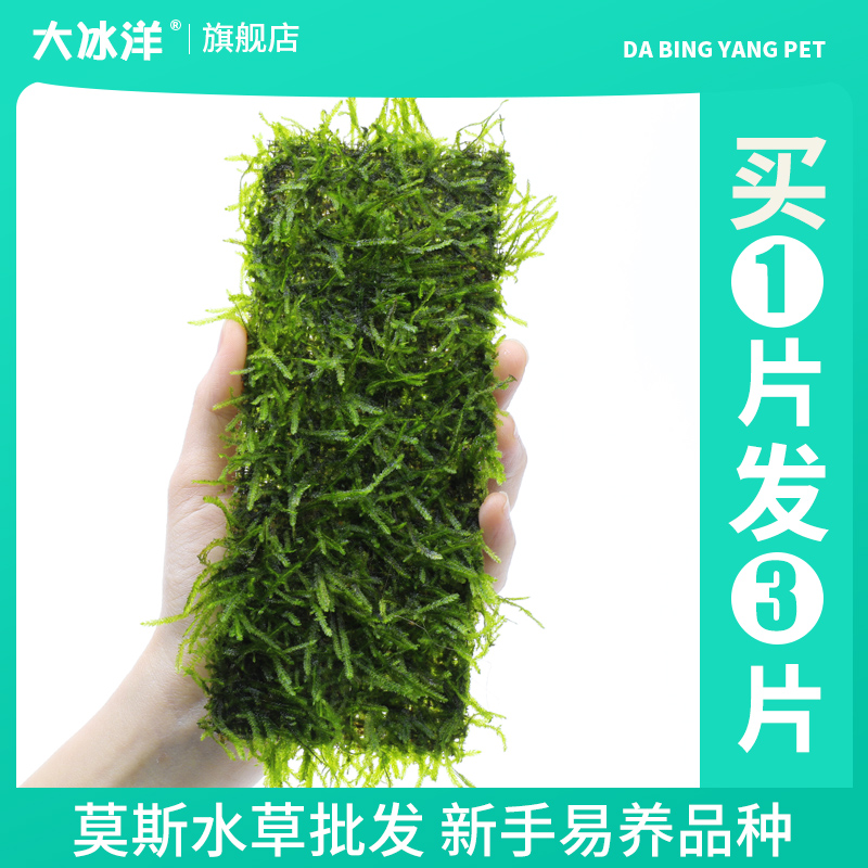 鱼缸莫斯水草植物活体慕斯片