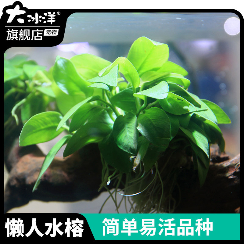 鱼缸活体淡水无土植物后景宫廷