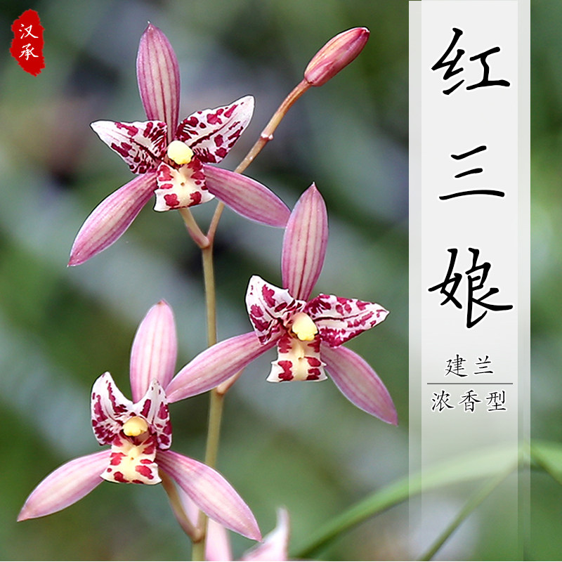 红三娘建兰名贵先明艺浓香四季兰盆栽矮种浓香型兰花苗兰花草兰草