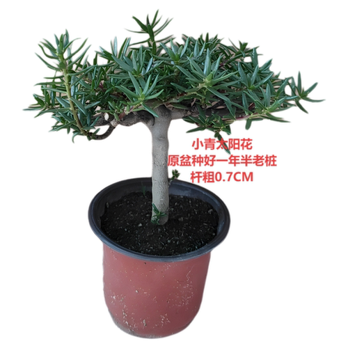 玫红重瓣老桩太阳花苗