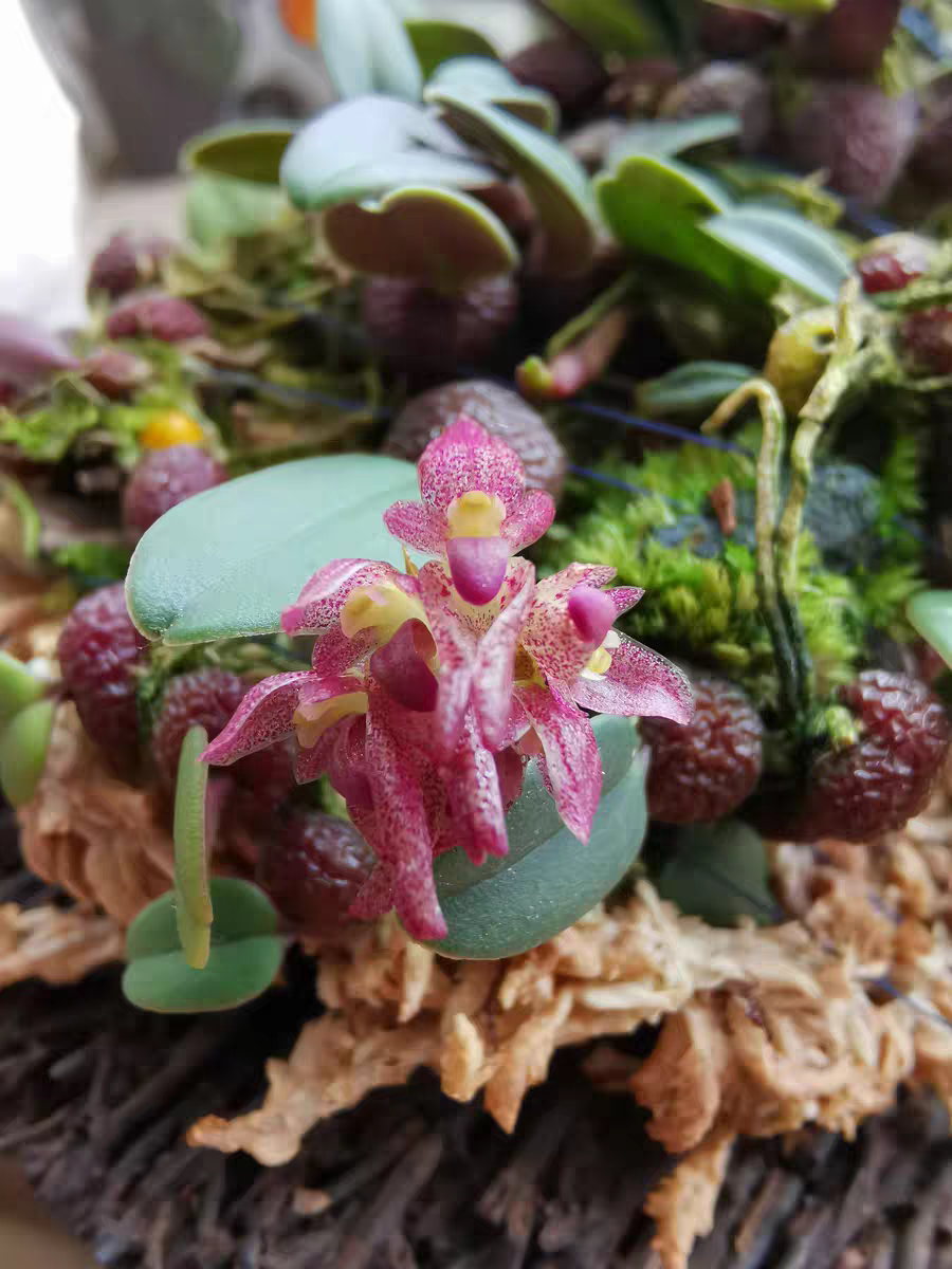 景东卷瓣兰杨梅豆Bulbophyllum jingdongense#石豆兰#雨林缸热植