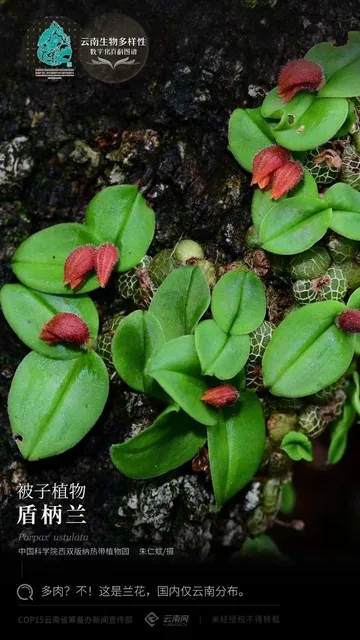 越南网纹盾柄兰Porpax ustulata 一板#雨林缸热植#附生兰#石豆兰