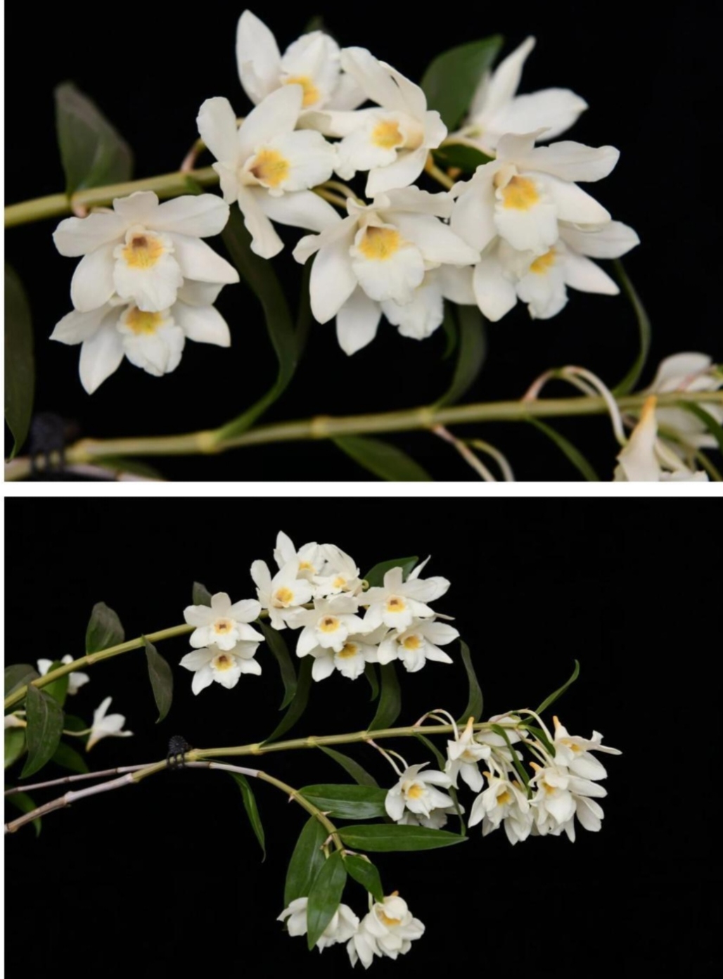 马来西亚象牙白石斛Dendrobium.luteolum#石斛兰#洋兰#附生兰