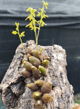锥茎石豆兰Bulbophyllum polyrhizum兰花小精灵
