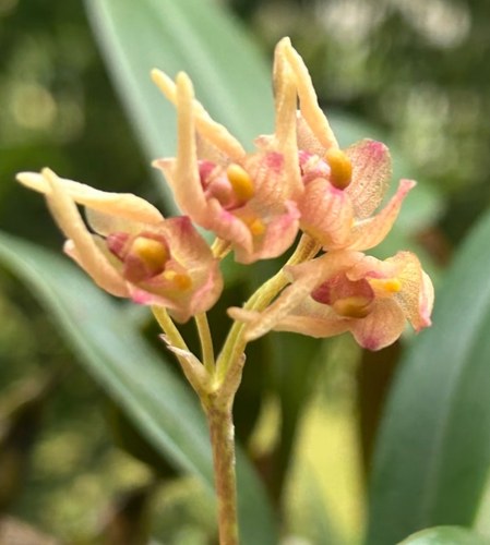 越南直立伞花卷瓣兰 Bulb umbellatum#石豆兰#附生兰#洋兰