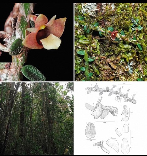 新几内亚钱币石斛 Dendrobium nummularia