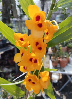 束花石斛一盆（Dendrobium chrysanthum Lindl.）