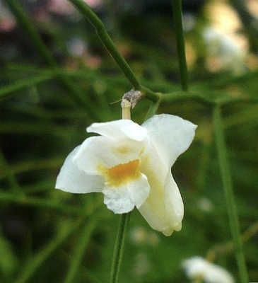 越南针叶石斛Dendrobium pseudotenellum#热带石斛#洋兰