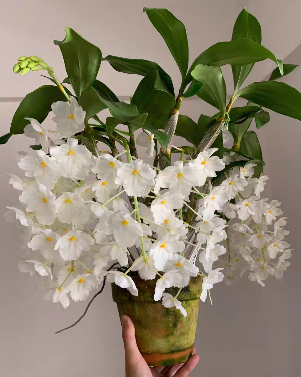 三唇瓣白法式石斛Den. farmeri fma.petaloid-album一盆