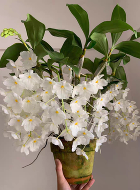 三唇瓣白法式石斛Den. farmeri fma.petaloid-album一盆