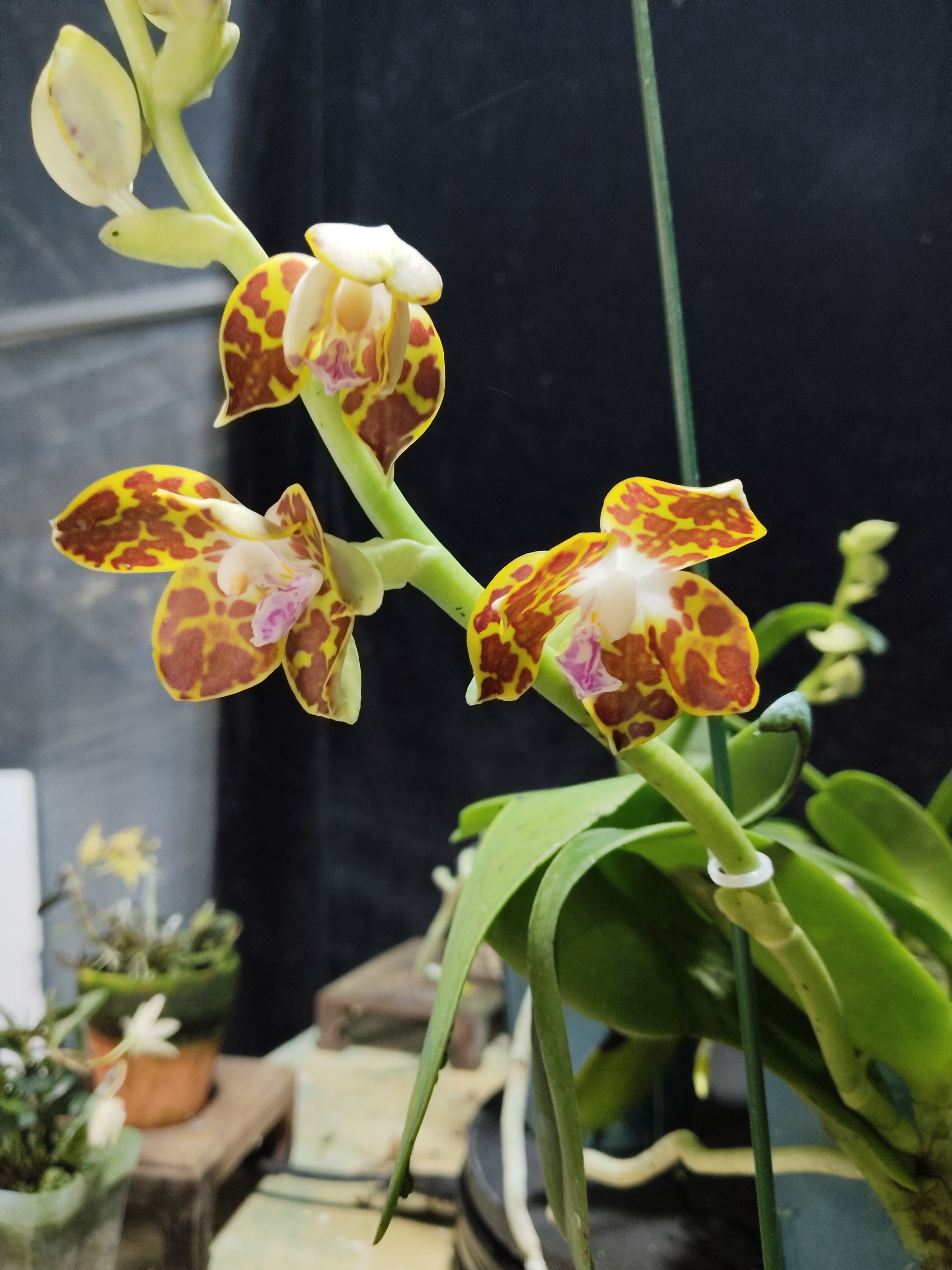 原生种豹纹蝴蝶兰Phalaenopsis hyarochila1-2苗