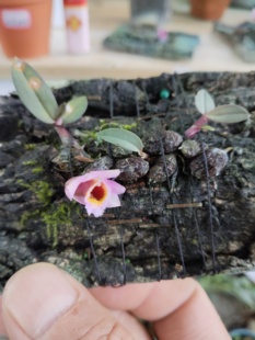 老挝浓喉石斛#红花河口石斛#洋兰Den fuscifaucium一份