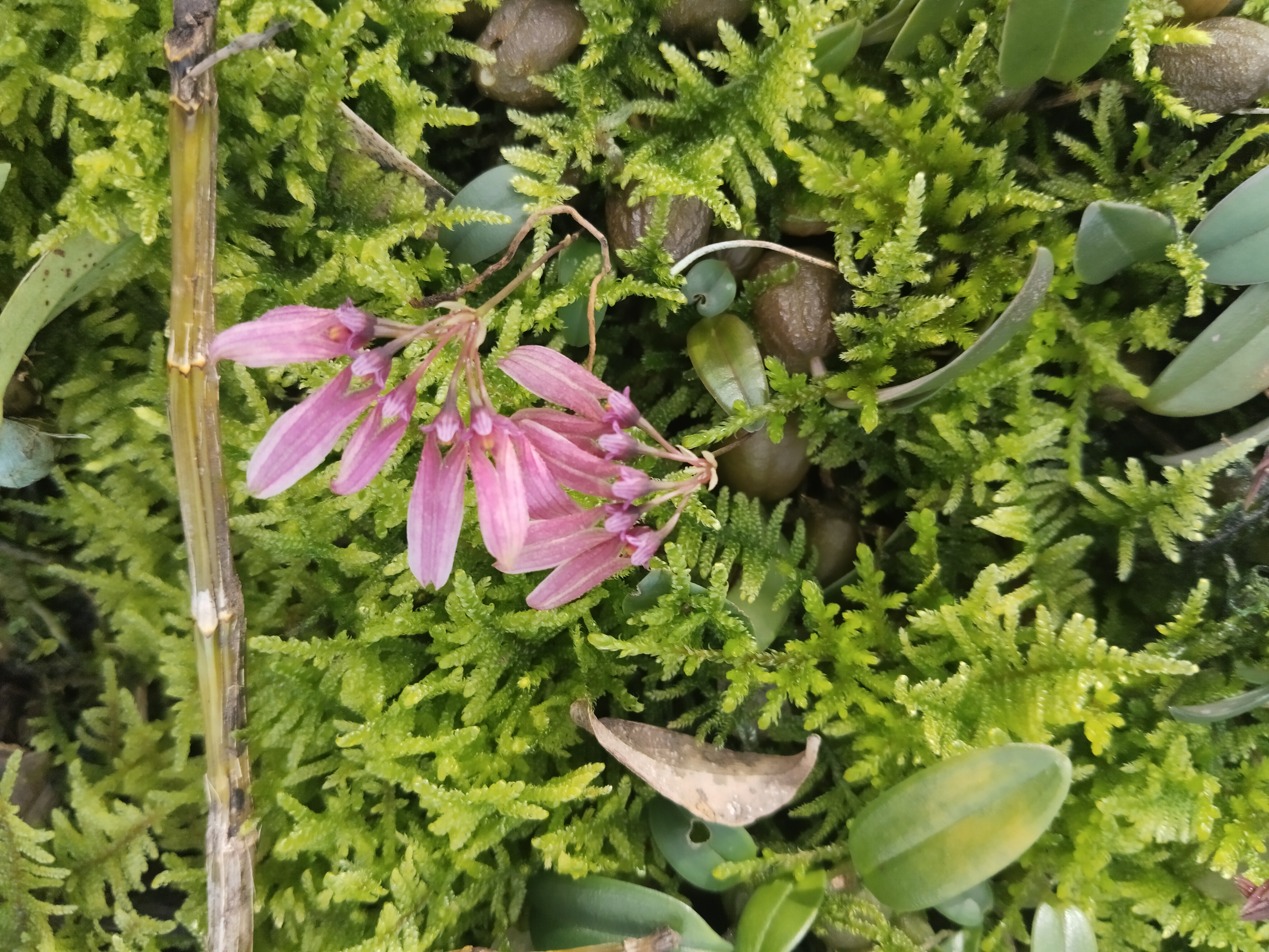 瓜珠石豆兰雨林缸造景迷你热植红宝石石豆兰一份