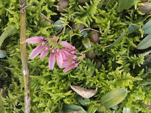 瓜珠石豆兰雨林缸造景迷你热植红宝石石豆兰一份
