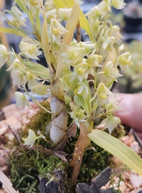 缅甸卵唇石斛（学名：Den. eriaeflorum Griff.）一盆多苗