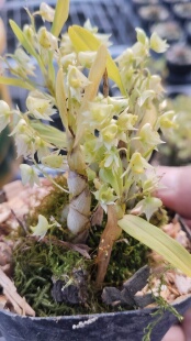 缅甸卵唇石斛（学名：Den. eriaeflorum Griff.）一盆多苗