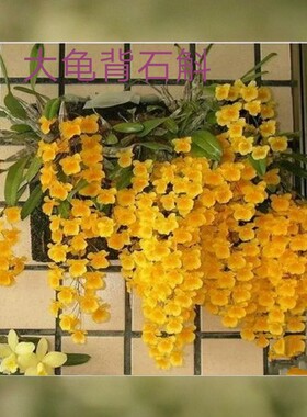 大龟背石斛Dendrobium lindleyi Steud#洋兰#吊兰花卉绿植物