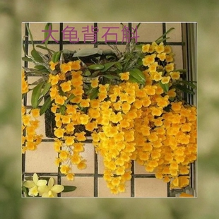 大龟背石斛Dendrobium lindleyi Steud#洋兰#吊兰花卉绿植物