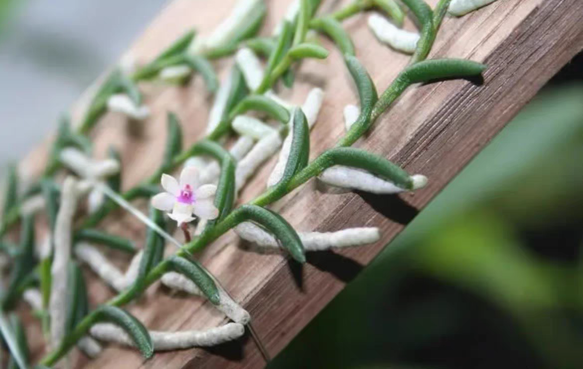 蜈蚣兰Pelatantheria scolopendrifolia种活的一板多苗随机发货