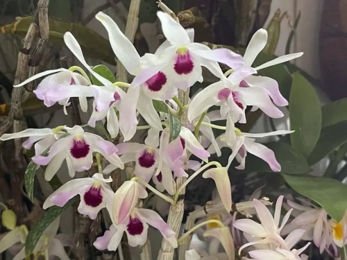 黑金石斛Dendrobium cv. Black Gold一盆