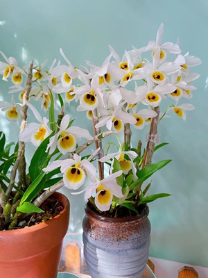 .老挝本斯石斛Dendrobium bensoniaeRchb.f浓香型一盆包邮