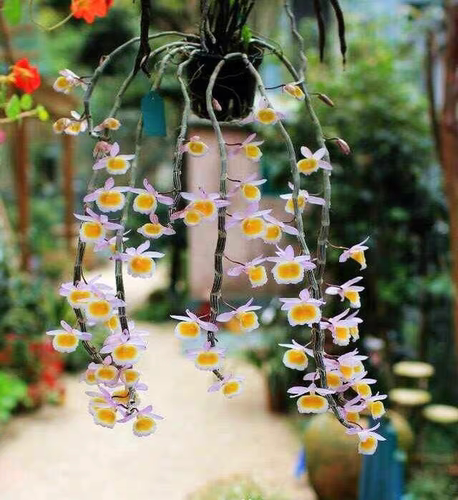 越南黄贝壳石斛Dendrobium polyanthum Wall.ex Lindl
