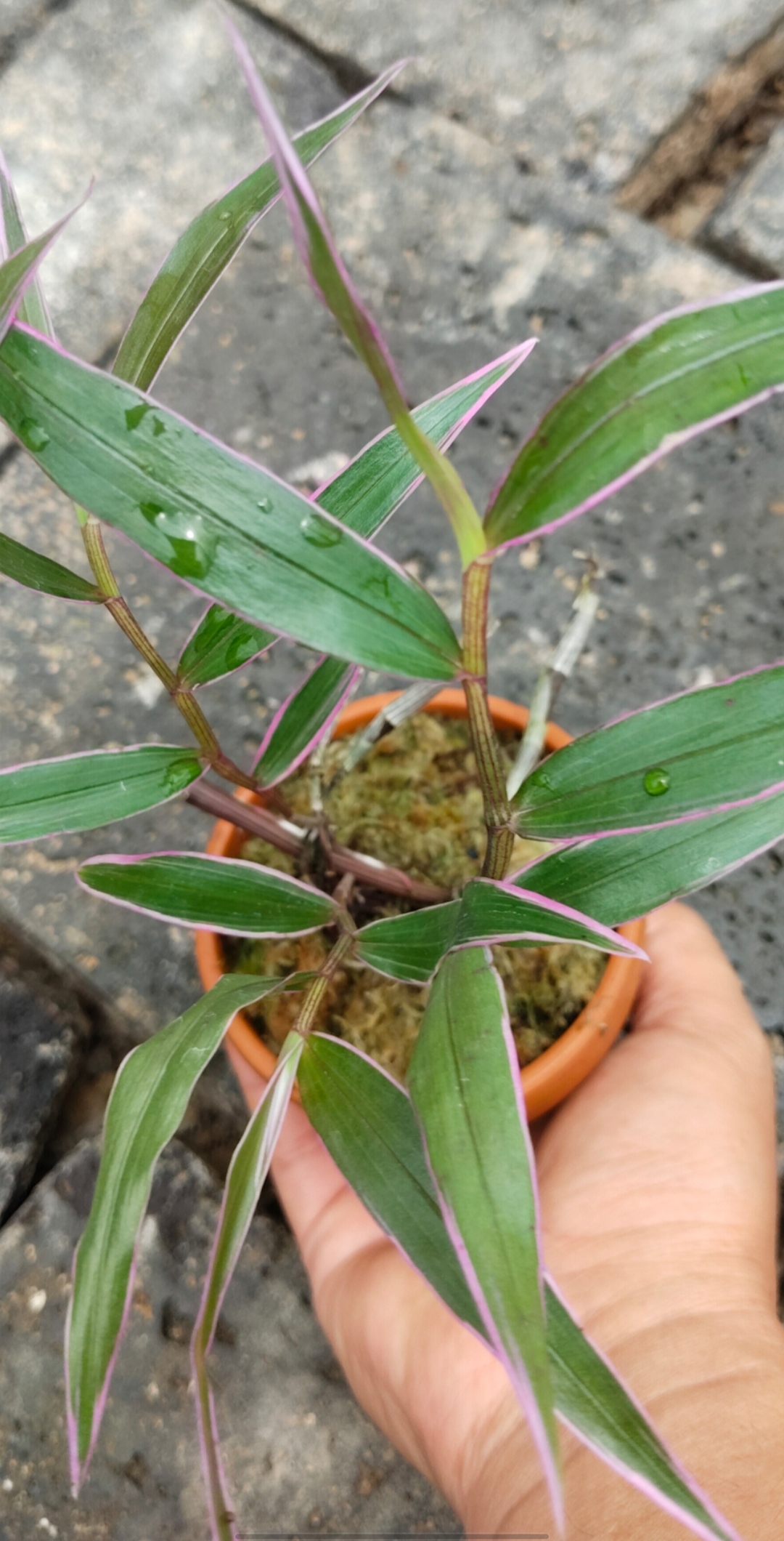 二师兄正宗老品种花艺双全帝王妃自然培苗叶艺紫皮石斛扦插成活苗