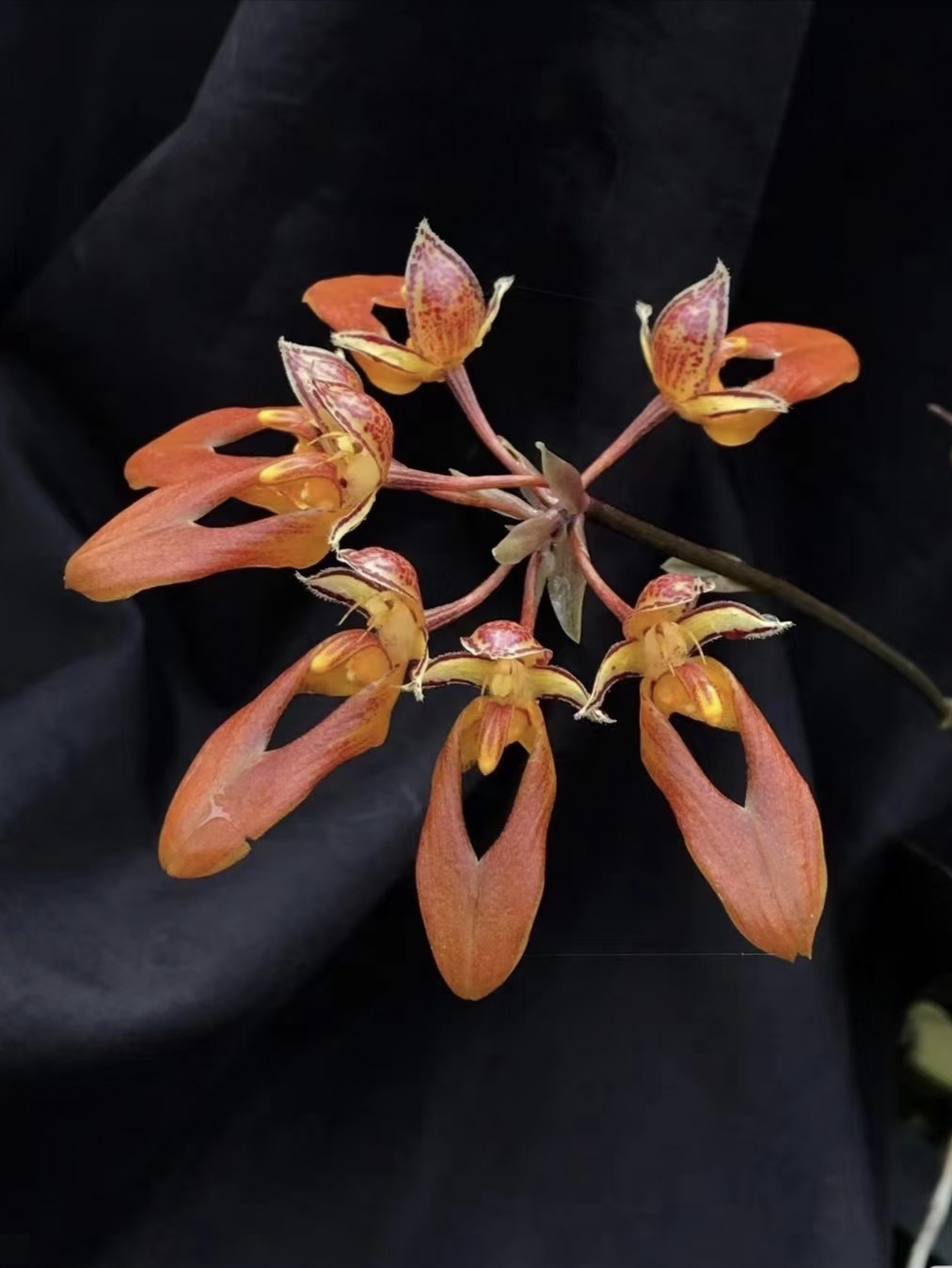 越南长臂卷瓣兰Bulbophyllum purpureifoliumlongibrachiatum,鲜花速递/花卉仿真/绿植园艺,国兰/杂交兰/洋兰类,淘宝优惠券,粉丝福利购,淘宝优惠卷