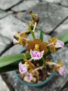 天使公主原生趣味蓝宝石矮种造景素材花期长扇唇指甲兰一盆2 3苗