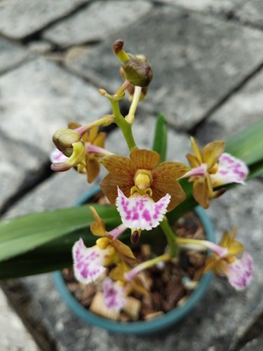 天使公主原生趣味蓝宝石矮种造景素材花期长扇唇指甲兰一盆2-3苗