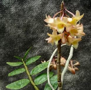 附生兰 洋兰 兰花 石斛兰 苏门答腊楠榜石斛Den.lampongense