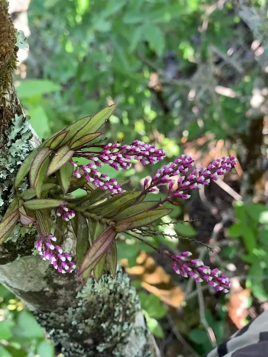 菲律宾匙唇兰Schoenorchis gemmata#匙唇兰#洋兰#雨林缸热植,鲜花速递/花卉仿真/绿植园艺,国兰/杂交兰/洋兰类,淘宝优惠券,粉丝福利购,淘宝优惠卷