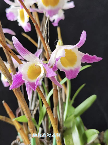 细杆晶帽石斛一盆