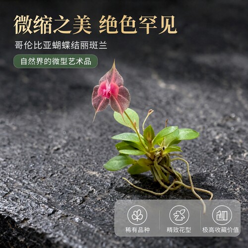 哥伦比亚蝴蝶结丽斑兰｜Lepanthes tsubotae