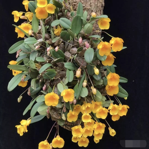 小龟背石斛Dendrobium jenkinsii #石斛兰#洋兰#雨林缸热植