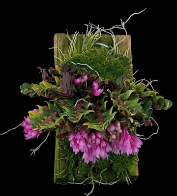 新几内亚簇花石斛#拟双列兰Dendrobium dichaeoidesSchlechter