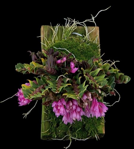 新几内亚簇花石斛#拟双列兰Dendrobium dichaeoidesSchlechter