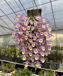 报春石斛Den．primulinum.