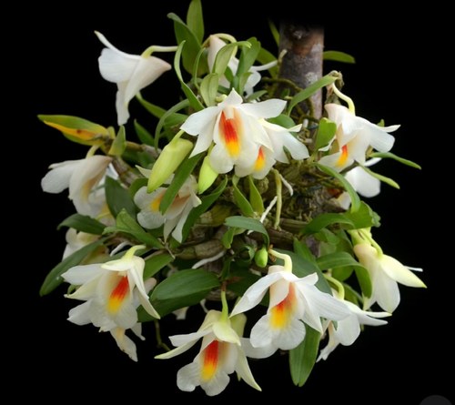 喉红石斛Dendrobium christyanum（margaritaceum）