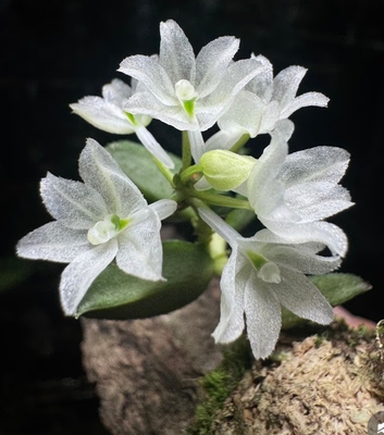 爪哇膜花兰Hymenorchis javanica一板一苗