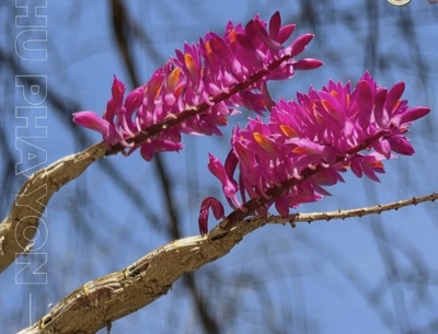 越南红牙刷石斛 Dendrobium secundum  #洋兰 #石斛兰 #毛刷石斛