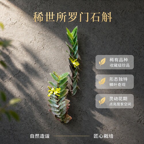 所罗门石斛DendrobiumsororiumSchltrClosely Related Dendrobium