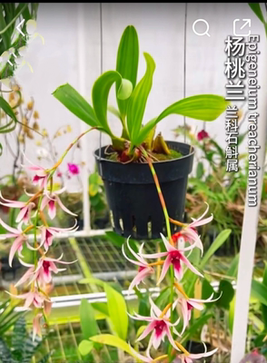 婆罗洲杨桃石斛兰Dendrobium treacherianum