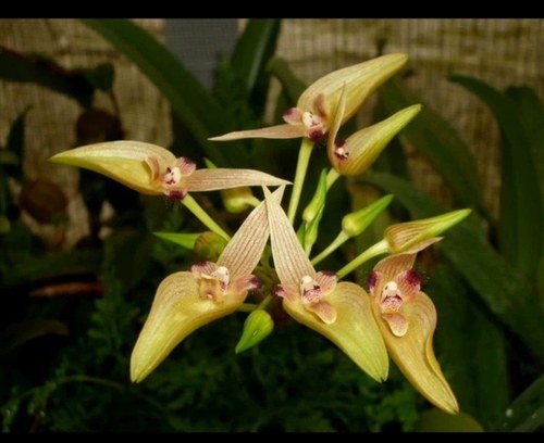 泰国苹果石豆兰Bulbophyllum blepharistes