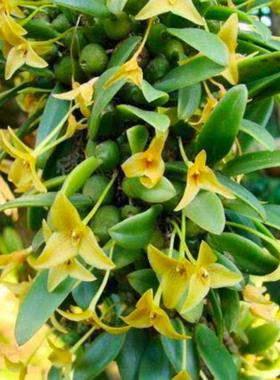 泰国三叠石豆兰Bulb.meson一板