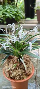 舟山风兰老品种夜来香办公室盆栽花卉绿植浓香型#富贵兰#风兰